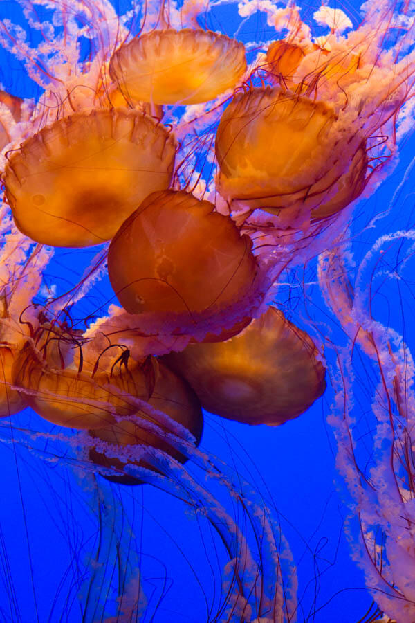 Exposition de gelées de l'aquarium de la baie de Monterey